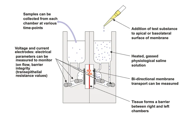 What is a Ussing Chamber? A Ussing Chambers are frequently used as a flexible, cost-effective means for the investigation of mucosal drug transport or drug-mediated effects on tissue behavior. Researchers frequently use this system for multiple investigations into the electrochemical properties of multiple membranes, as well as epithelia, particularly the mucosae of the gastrointestinal tract or respiratory system.